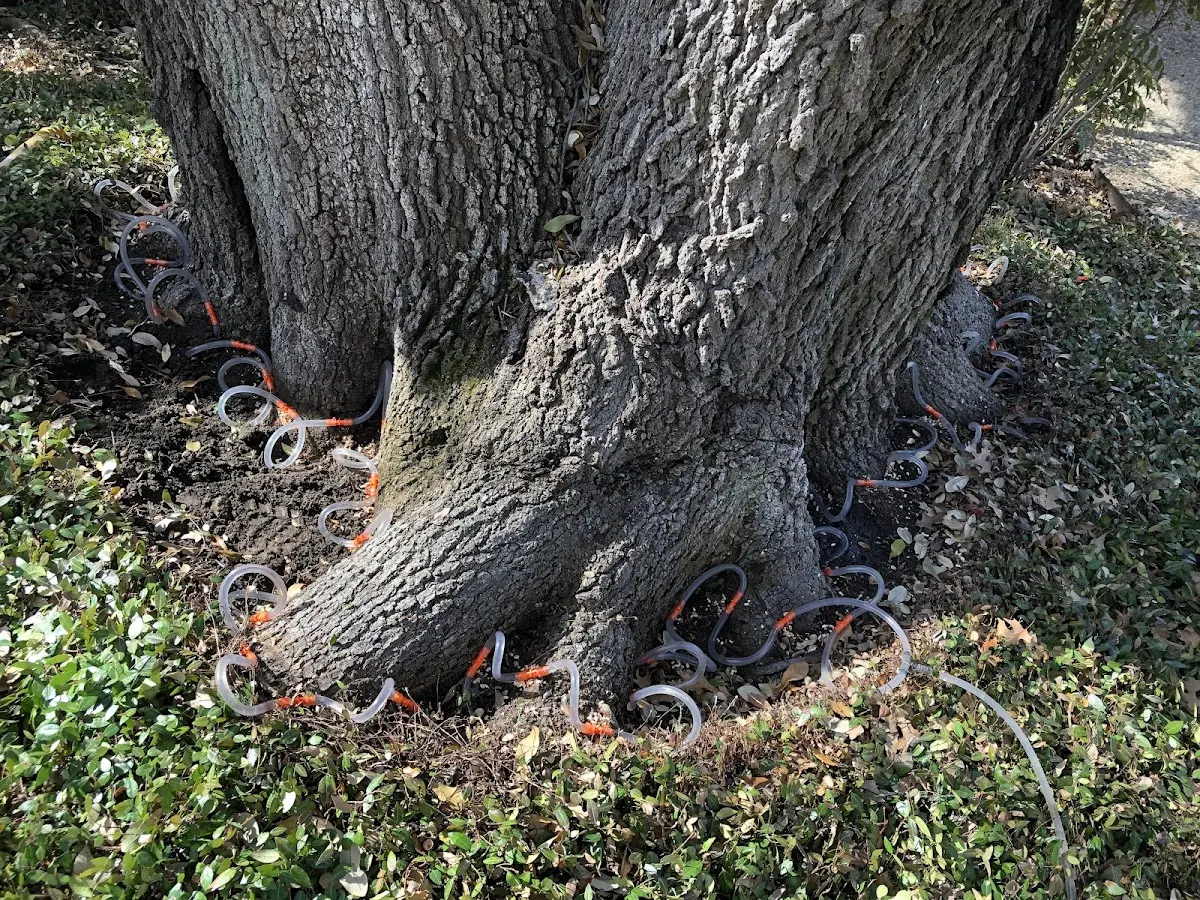 Detailed Tree Cabling and Bracing job site in Randallstown
