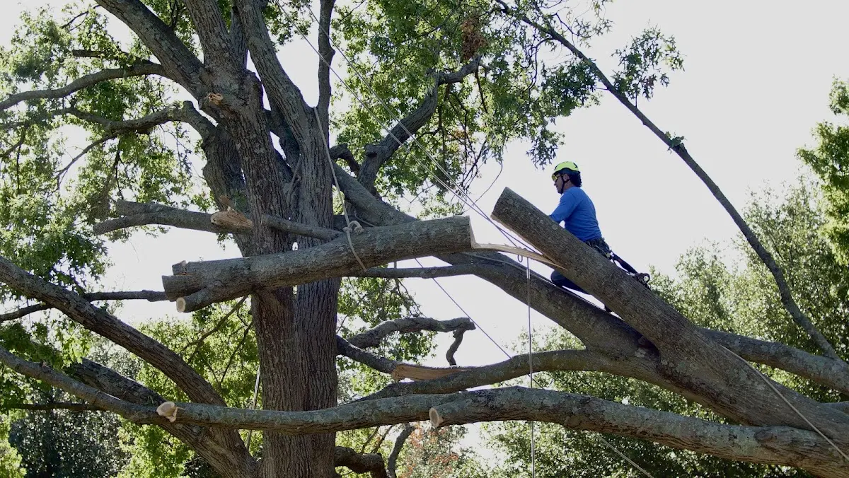 Professional Crown Thinning performed by certified arborists in Randallstown