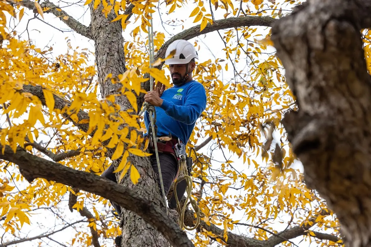 Skilled Tree Planting crew working in Randallstown